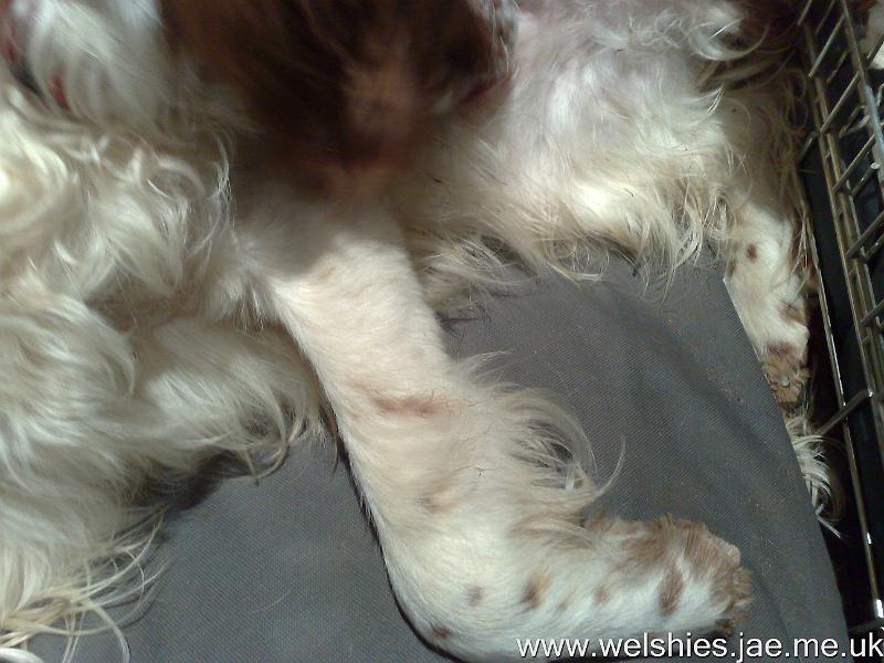 2009-12-10 05.jpg - Hal's leg at 1½ months after the op - fur still not full length and no feathers